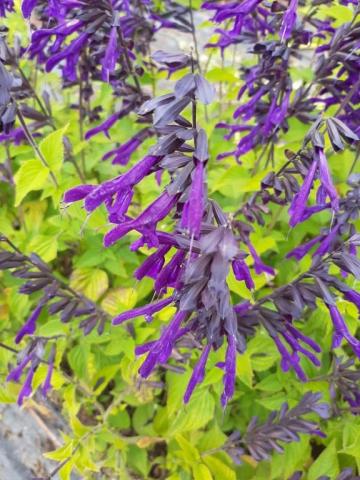 Salvia hybride 'Amistad' ®