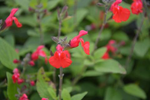 Salvia microphylla