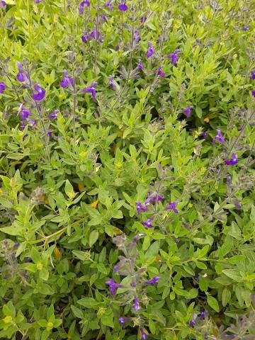Salvia microphylla 'Blue Monrovia'