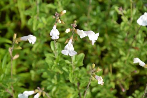 Salvia microphylla 'Gletsjer'