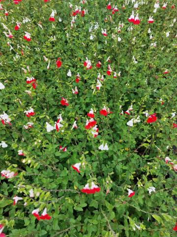 Salvia microphylla 'Hot Lips'