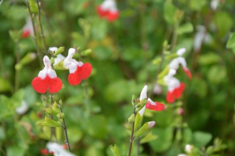 Salvia microphylla 'Hot Lips'