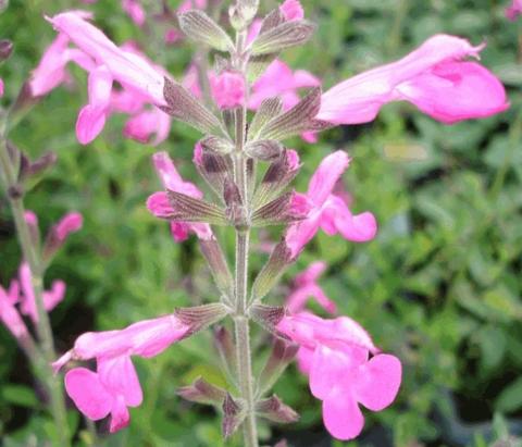 Salvia microphylla 'Pink Beauty'