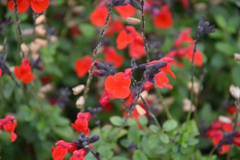 Salvia microphylla 'Royal Bumble'