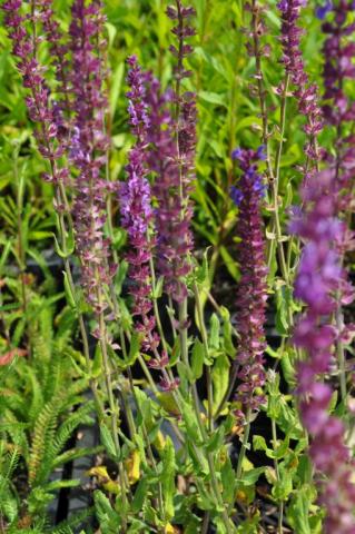 Salvia nemorosa 'Amethyst'