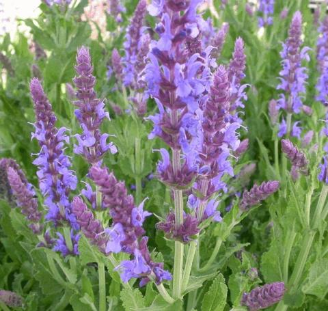 Salvia nemorosa 'Blauhügel'