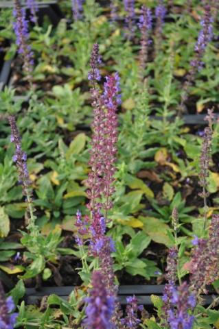 Salvia nemorosa 'Blaukönigin'