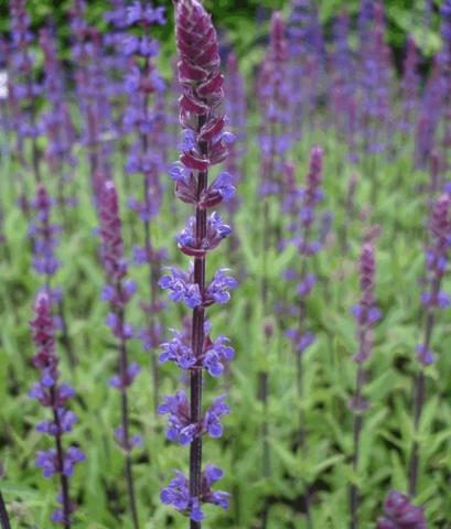 Salvia nemorosa 'Caradonna'