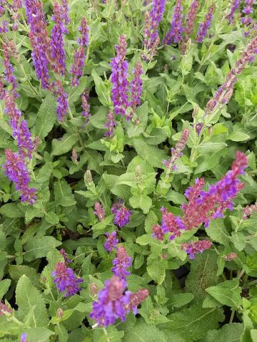 Salvia nemorosa 'Jan Spruyt'