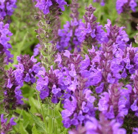 Salvia nemorosa 'Marcus'