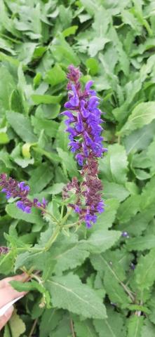 Salvia nemorosa 'Negrito'