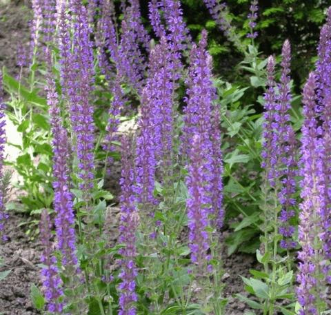 Salvia nemorosa 'Ostfriesland'