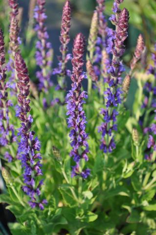 Salvia nemorosa 'Ostfriesland'