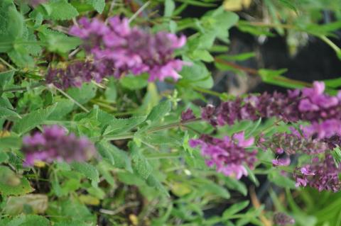 Salvia nemorosa 'Pink Friesland' (PBR)