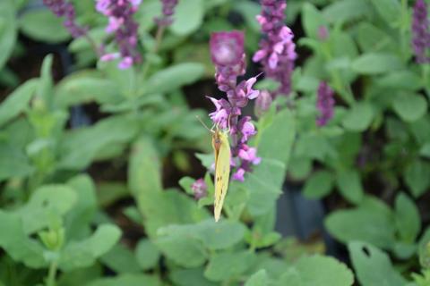 Salvia nemorosa 'Rose Queen'