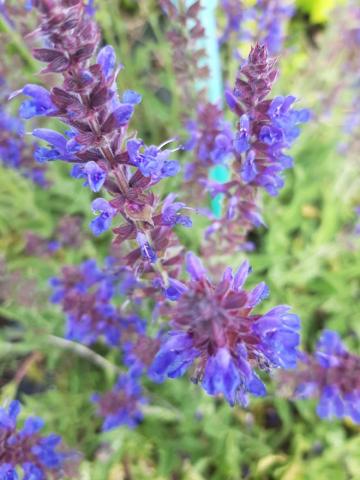 Salvia nemorosa 'Rügen'