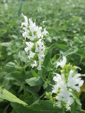 Salvia nemorosa 'Schneehügel'