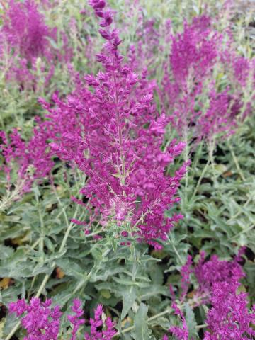 Salvia nemorosa 'Schwellenburg'