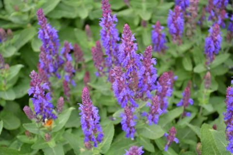 Salvia nemorosa 'Sensation Deep Blue'