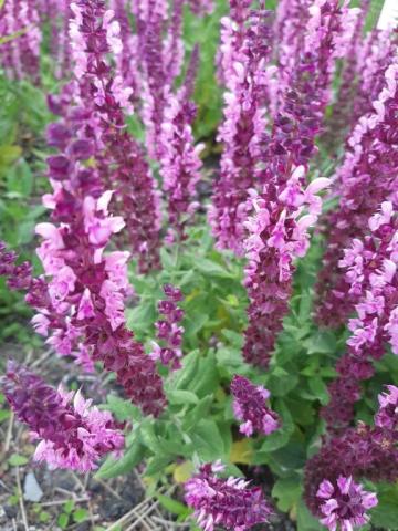 Salvia nemorosa 'Sensation Deep Rose'