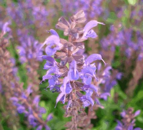 Salvia nemorosa 'Viola Klose'