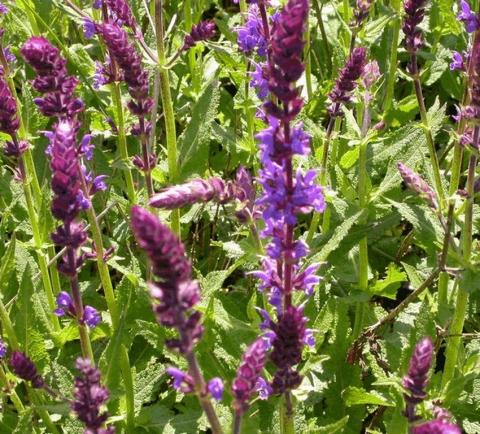 Salvia nemorosa 'Wesuwe'