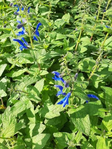 Salvia patens 'Blue Angel'