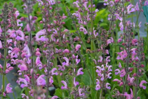 Salvia pratensis 'Pink Delight' ®