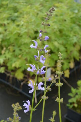 Salvia pratensis 'Sky Dance'