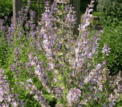 Salvia sclarea