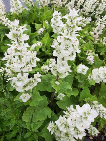 Salvia sclarea 'Vatican White'