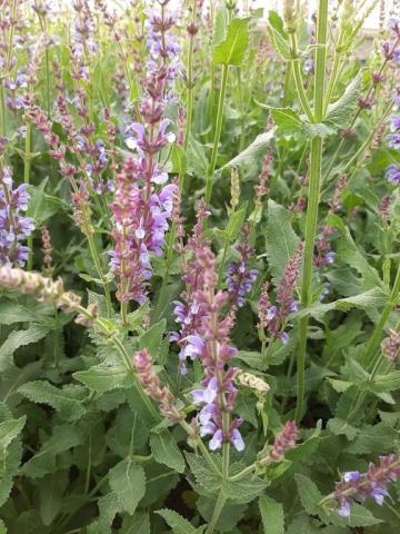 Salvia sylvestris 'Dear Anja'