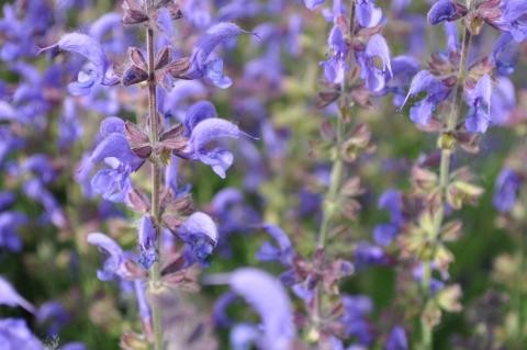 Salvia sylvestris 'Rhapsody in Blue' ®