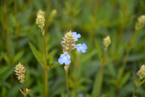 Salvia uliginosa 'Ballon Azul'