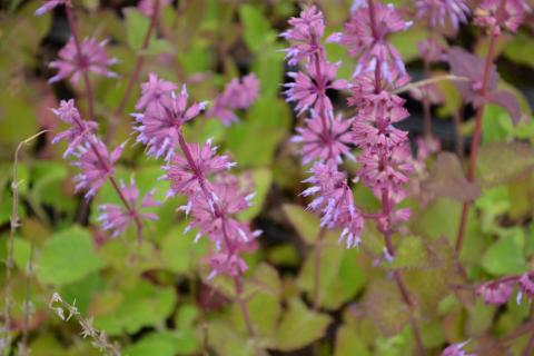 Salvia verticillata 'Endless Love' ®