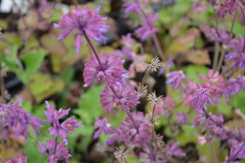 Salvia verticillata 'Purple Rain'