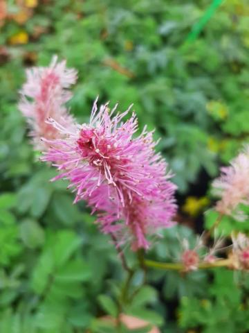 Sanguisorba hakusanensis 'Lilac Squirrel'