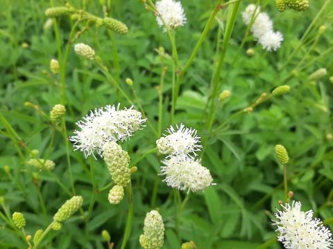 Sanguisorba hybride 'Chinese Carpet'