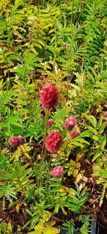 Sanguisorba hybride 'Crimson Queen'