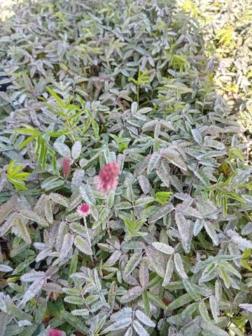 Sanguisorba hybride 'Rock en Roll'