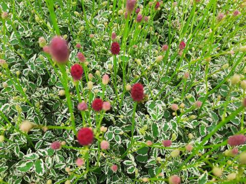 Sanguisorba minor 'Little Angel'