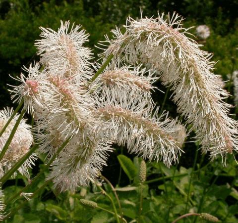 Sanguisorba obtusa 'Alba'