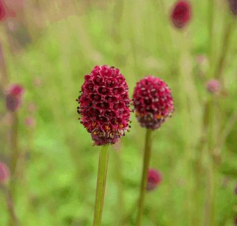 Sanguisorba officinalis 'Tanna'