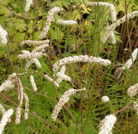 Sanguisorba tenuifolia 'Alba'