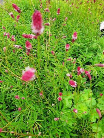 Sanguisorba tenuifolia 'Purpurea'