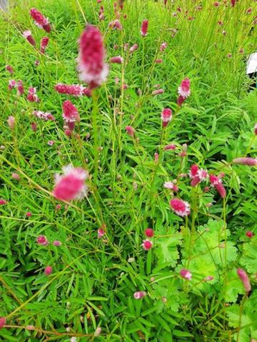 Sanguisorba tenuifolia 'Purpurea'