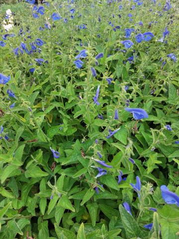 Salvia patens 'Royal Blue'