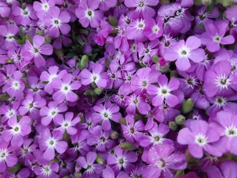 Saponaria hybride 'Bressingham'