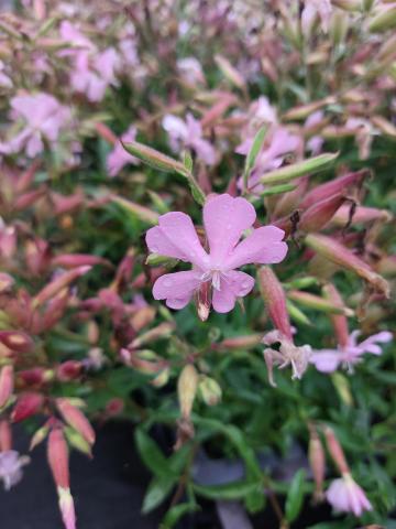Saponaria lempergii 'Max Frei'