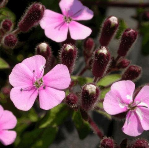 Saponaria ocymoides